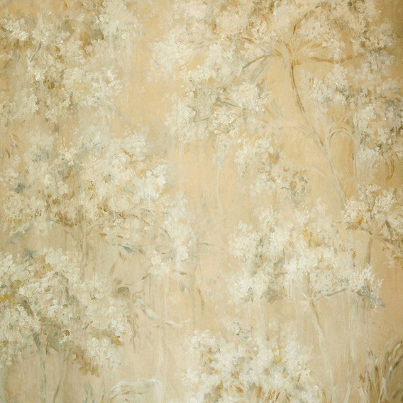Queen Anne's Lace